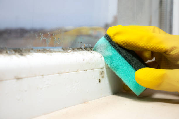 Best Commercial Mold Removal  in Poplar Bluff, MO