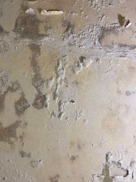 Best Mold Testing  in Poplar Bluff, MO