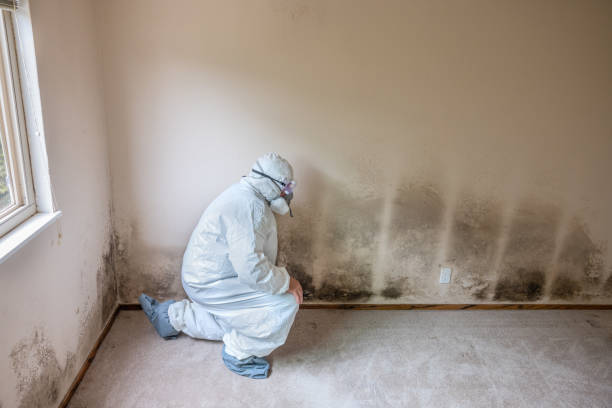 Best Mold Remediation  in Poplar Bluff, MO