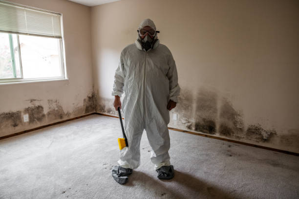 Best Local Mold Removal Service  in Poplar Bluff, MO