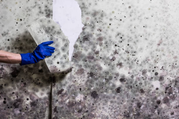 Best Mold Damage Repair  in Poplar Bluff, MO