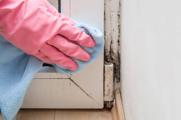 Mold Removal Process in Poplar Bluff, MO