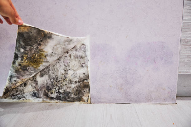 Best Certified Mold Removal  in Poplar Bluff, MO